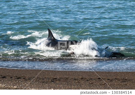 Killer whale hunting sea lions on the paragonian coast, Patagonia, Argentina Killer whale hunting sea lions on the paragonian coast, Patagonia, Argentina 130384514