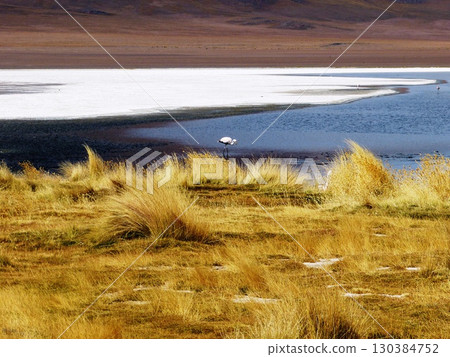 Laguna Canapa, Bolivia. 130384752