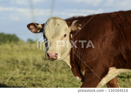 Cattle raising with natural pastures in Pampas countryside, La Pampa Province,Patagonia, Argentina. Cattle raising with natural pastures in Pampas countryside, La Pampa Province,Patagonia, Argentina. 130384818