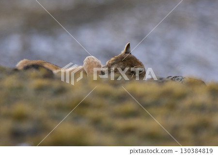 Wild Puma with a hand on his eyes, Torres del Paine National Park, Patagonia, Chile. 130384819
