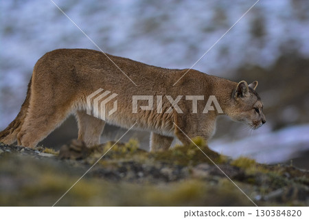 Puma walking in mountain environment, Torres del Paine National Park, Patagonia, Chile. 130384820