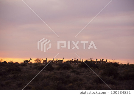 Guanaco, Lama Guanicoe,  Peninsula Valdes, Unesco World Heritage Site, Patagonia Argentina. 130384821