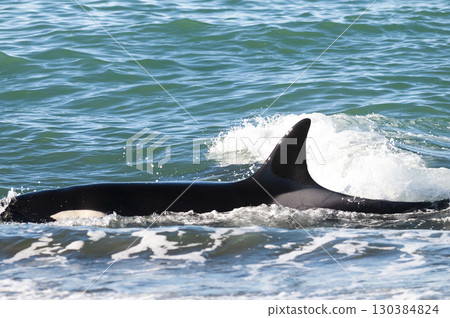 Killer whale hunting sea lions on the paragonian coast, Patagonia, Argentina Killer whale hunting sea lions on the paragonian coast, Patagonia, Argentina 130384824