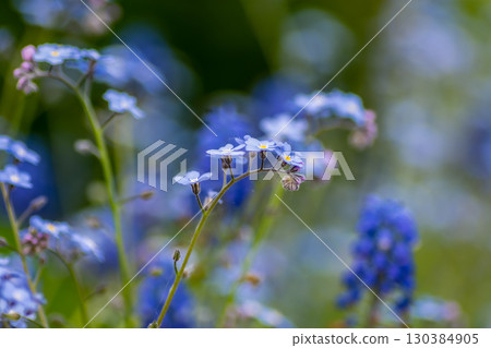 A bush of forget-me-nots in a flower bed 130384905