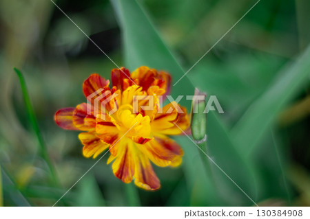 A bright red and yellow tulip bud A bright red and yellow tulip bud 130384908