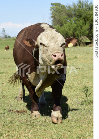Cattle raising  with natural pastures in Pampas countryside, La Pampa Province,Patagonia, Argentina. 130384930