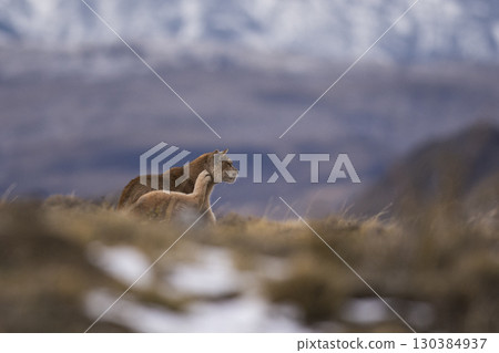Puma walking in mountain environment, Torres del Paine National Park, Patagonia, Chile. 130384937