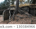 A tree with roots sticking out of the ground. 130384966