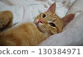 A cat is laying on a bed with its head tilted to the side. 130384971