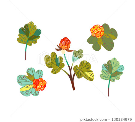 A collection of cloudberries and leaves. Illustration featuring a northern berry. 130384979