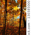 A forest with many trees and leaves. 130385000