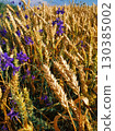 A field of wheat with purple flowers is visible in the foreground. 130385002