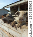 Two pigs are standing next to each other on a wooden fence. 130385003