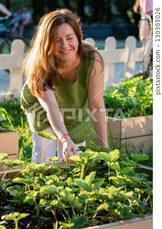 Woman in a green linen top tends to strawberry plants in a wooden raised garden bed, illuminated by warm sunlight Woman in a green linen top tends to strawberry plants in a wooden raised garden bed, illuminated by warm sunlight 130385026