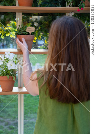 Woman in a green dress holds a terracotta pot with a labeled Leucanthemum daisy plant on a wooden shelf inside a greenhouse Woman in a green dress holds a terracotta pot with a labeled Leucanthemum daisy plant on a wooden shelf inside a greenhouse 130385052