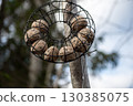 a bird food balls in a hanging feeder on a tree 130385075
