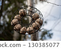 a bird food balls in a hanging feeder on a tree 130385077