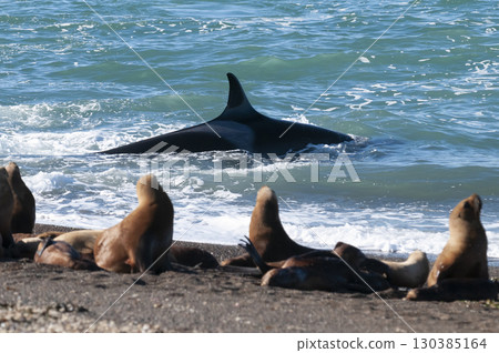 Killer whale hunting sea lions on the paragonian coast, Patagonia, Argentina 130385164