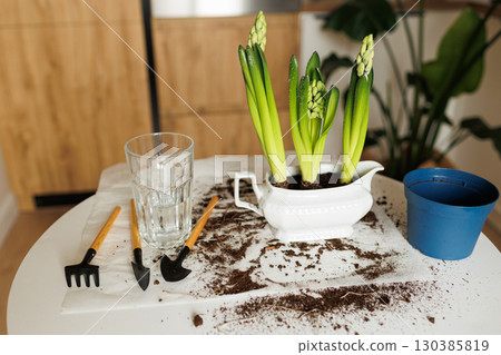 Spring houseplant care. Garden tools, hand and transplant shovel, rake, hyacinth flowers in new white pot after repotting, empty plastic pot, glass with water for watering and soil on table indoors 130385819
