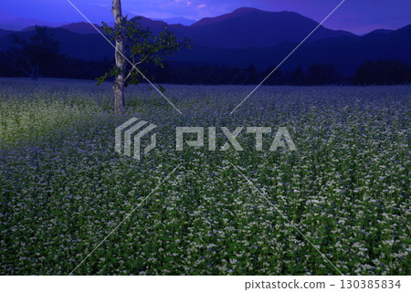 Illumination of buckwheat fields 130385834