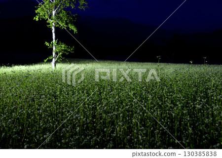 Illumination of buckwheat fields Illumination of buckwheat fields 130385838