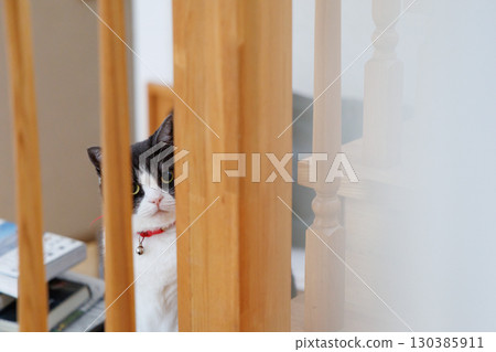 一隻貓偷窺間隙 130385911