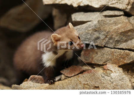Beautiful cute forest animal. Beech marten, Martes foina, in autumn. Wildlife scene from Czech republic. Beech marten, small opportunistic predator in nature habitat. Czech republic 130385976