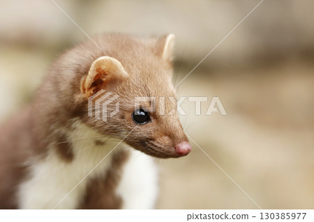 Beautiful cute forest animal. Beech marten, Martes foina, in autumn. Wildlife scene from Czech republic. Beech marten, small opportunistic predator in nature habitat. Czech republic 130385977
