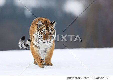Tiger in wild winter nature. Amur tiger walk in the snow. Cold winter in tajga, Russia 130385978