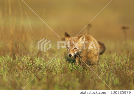 Young cub of red fox (Vulpes vulpes) sniffing on late summer meadow for prey. Wild scene from Czech republic Young cub of red fox (Vulpes vulpes) sniffing on late summer meadow for prey. Wild scene from Czech republic 130385979