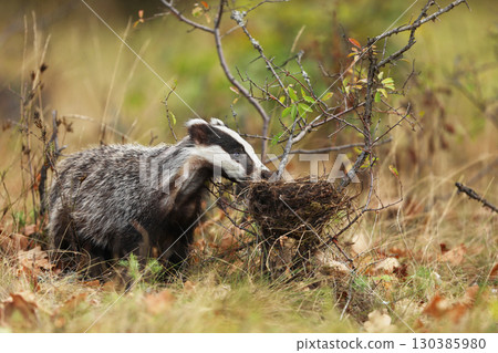 Badger near meadow, animal nature habitat, Europe. Wild Badger, Meles meles, animal in the egde of wood eat eggs from bird nest. European badger. Badger near meadow, animal nature habitat, Europe. Wild Badger, Meles meles, animal in the egde of wood eat eggs from bird nest. European badger. 130385980