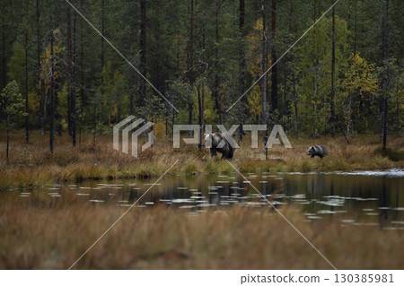 Bear family in taiga. (Ursus arctos) Brown bear cubs with mother. Beautiful animals hidden near forest lake. Dangerous animals in nature forest and meadow habitat. Wildlife scene from Finland. Bear family in taiga. (Ursus arctos) Brown bear cubs with mother. Beautiful animals hidden near forest lake. Dangerous animals in nature forest and meadow habitat. Wildlife scene from Finland. 130385981