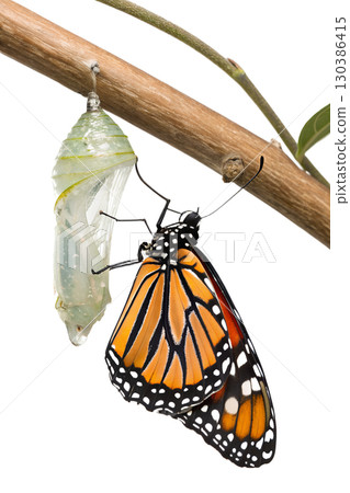 Monarch butterfly emerging from its chrysalis, transformation and metamorphosis moment, isolated on transparent background Monarch butterfly emerging from its chrysalis, transformation and metamorphosis moment, isolated on transparent background 130386415