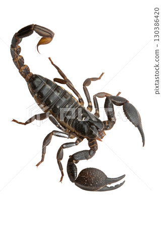 Close-up of scorpion with curled tail and pincers, detailed arachnid isolated on transparent background Close-up of scorpion with curled tail and pincers, detailed arachnid isolated on transparent background 130386420