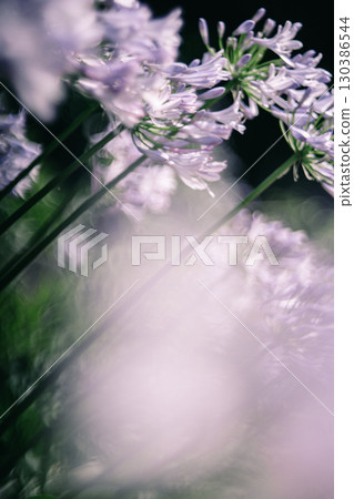 潮來市二本松寺盛開的百子蓮 130386544