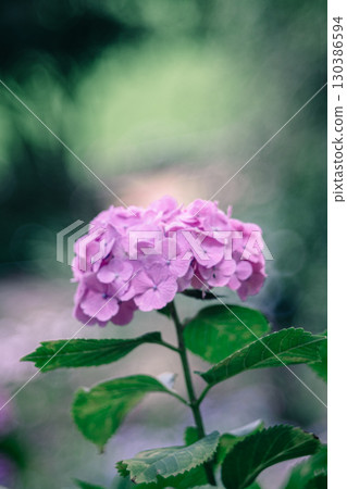 Hydrangeas blooming at Nihonmatsuji Temple in Itako City 130386594