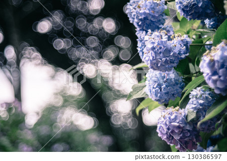 Hydrangeas blooming at Nihonmatsuji Temple in Itako City Hydrangeas blooming at Nihonmatsuji Temple in Itako City 130386597