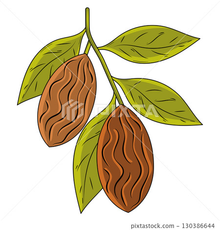 Cocoa pods with green leaves. Vector Cocoa pods with green leaves. Vector 130386644