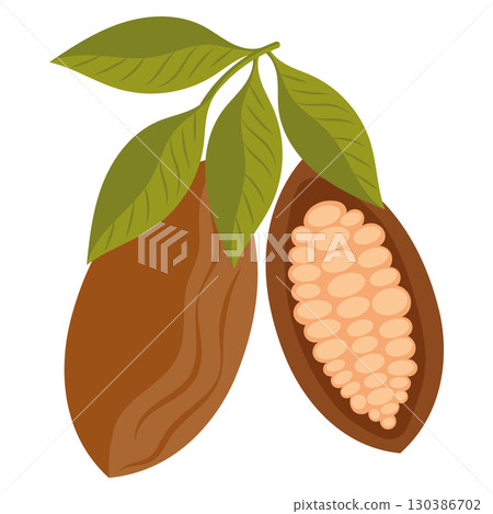 Open cocoa pod with beans. Vector 130386702