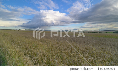 A Serene Landscape featuring Dramatic Clouds above a Blossoming Field of Vibrant Flowers A Serene Landscape featuring Dramatic Clouds above a Blossoming Field of Vibrant Flowers 130386804