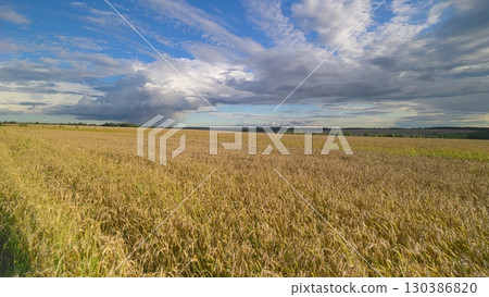 The Beautiful and Serene Landscape Comprising of Rolling Gold Fields Under a Dramatic Sky 130386820