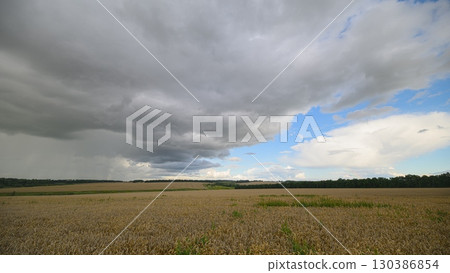 A Dramatic Sky Casts Its Shadows Over a Beautiful Golden wheat Field of Wheat and Greenery A Dramatic Sky Casts Its Shadows Over a Beautiful Golden wheat Field of Wheat and Greenery 130386854