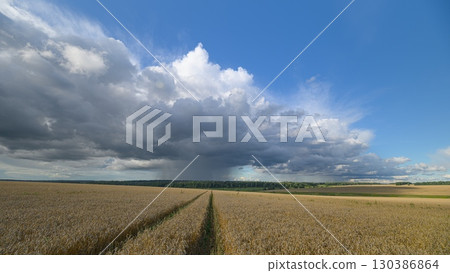 A Dramatic wheat Field Set Against a Dynamic and Beautiful Cloudscape in the Sky Above 130386864