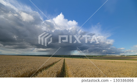 A Beautiful wheat Field Thrives Under Unique, Dynamic, and EverChanging Cloudy Skies Above It 130386866