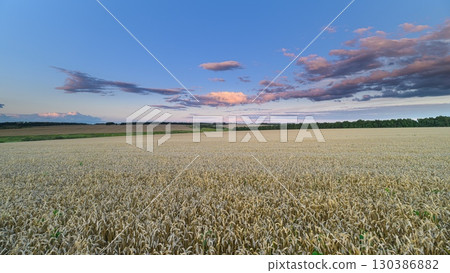 An Expansive and Vibrant Field of wheat Set Against a Beautiful and Colorful Sky 130386882