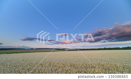 A Vast wheat Field Spreading Out Under a Beautiful and Colorful Sky at Dusk Time A Vast wheat Field Spreading Out Under a Beautiful and Colorful Sky at Dusk Time 130386883