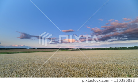 A beautiful scenic wheat field at dusk featuring a vibrant and colorful sky overhead 130386888