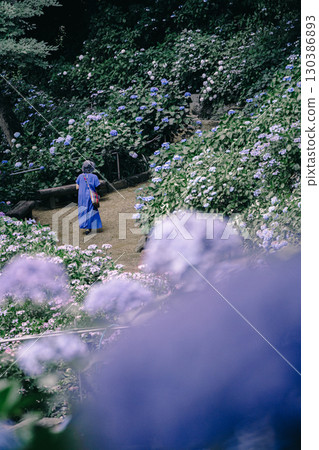 Hydrangeas and a woman in a blue dress at Nihonmatsuji Temple in Itako City Hydrangeas and a woman in a blue dress at Nihonmatsuji Temple in Itako City 130386893