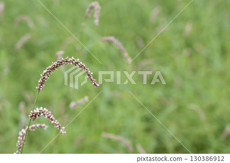 Persicaria longise Persicaria longise 130386912