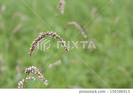 Persicaria longise Persicaria longise 130386913